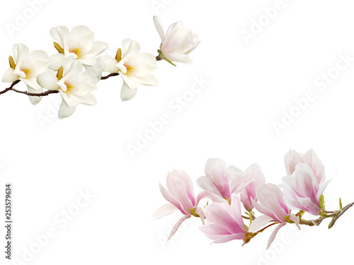 Fototapeta Naklejka Na Ścianę i Meble -  Blooming magnolia flower isolated on white background.