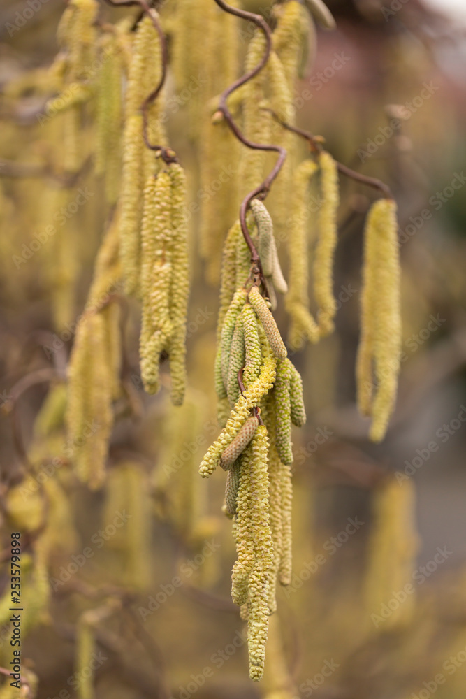 Kätzchen einer Korkenzieherhasel (Corylus avellana) im Frühjahr Kätzchen einer Korkenzieherhasel (Corylus avellana) im Frühjahr
