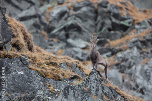 Alpensteinbock (capra ibex) in seinem natürlichem Umfeld. In den Stubaier Alpen aufgenommen 
