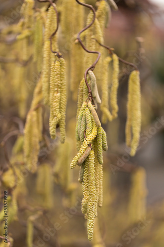 Kätzchen einer Korkenzieherhasel (Corylus avellana) im Frühjahr photo