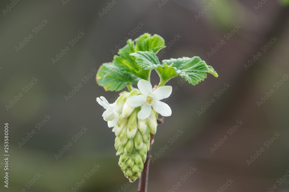 Flowering Currant Flowers in Bloom in Winter Flowering Currant Flowers in Bloom in Winter