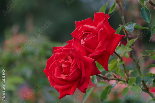 Fototapeta Naklejka Na Ścianę i Meble -  red rose in garden