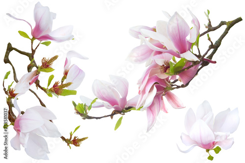 Fototapeta Naklejka Na Ścianę i Meble -  Bright big pink- white magnolia flowers white isolated