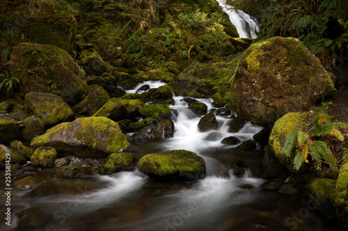 Olympic National Park, WA, USA. 