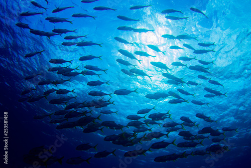 A shot of a school of fish swimming in the ocean. As the camera was angled upwards the image contains a background created by the sky. The photo was taken in the Caribbean sea from Grand Cayman
