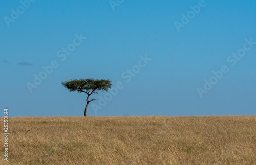 A beautiful lone acacia tree in the plains of africa inside Masai Mara National Reserve during a wildlife safari