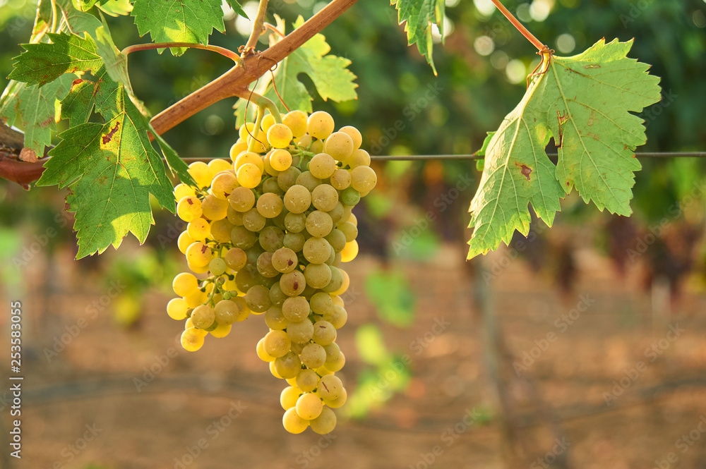 Fototapeta premium bunch of green grape at vine. outdoor country scene. harvesting season concept