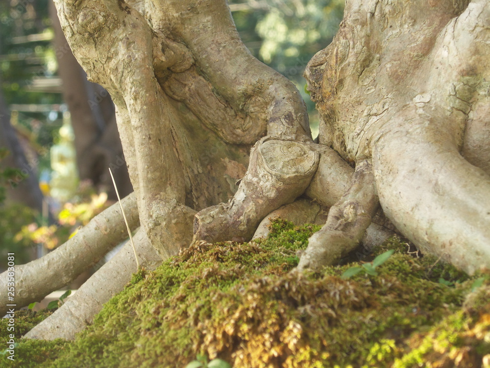 Fototapeta premium tree