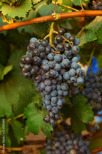 Wallpaper Mural bunch of red grape at vine. ripe purple bunch. outdoor harvesting season concept Torontodigital.ca