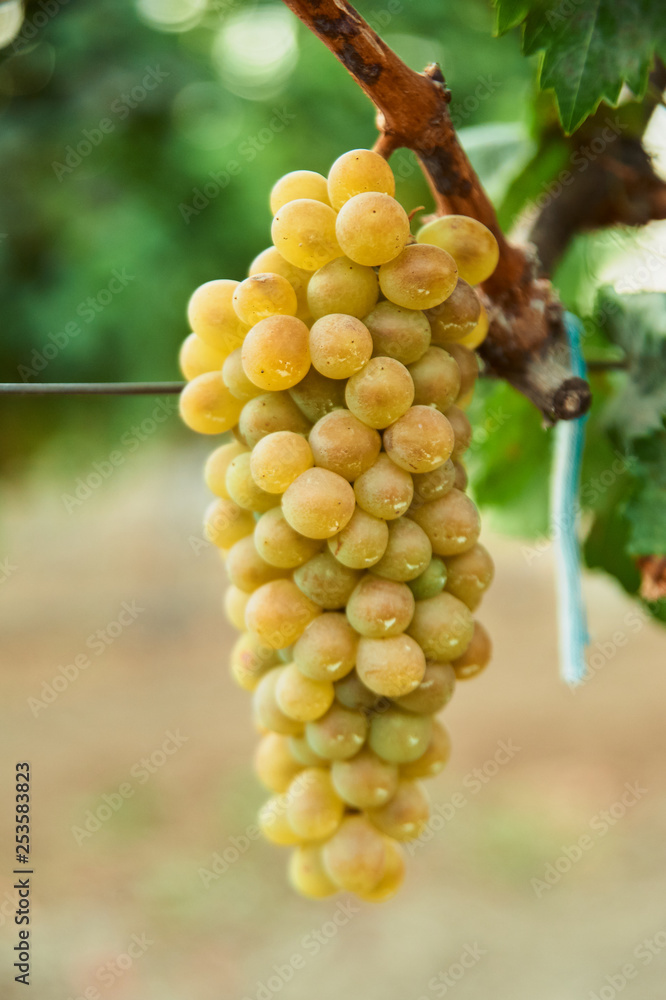 bunch of ripe yellow grape at vine. outdoor country scene. harvesting season concept.
