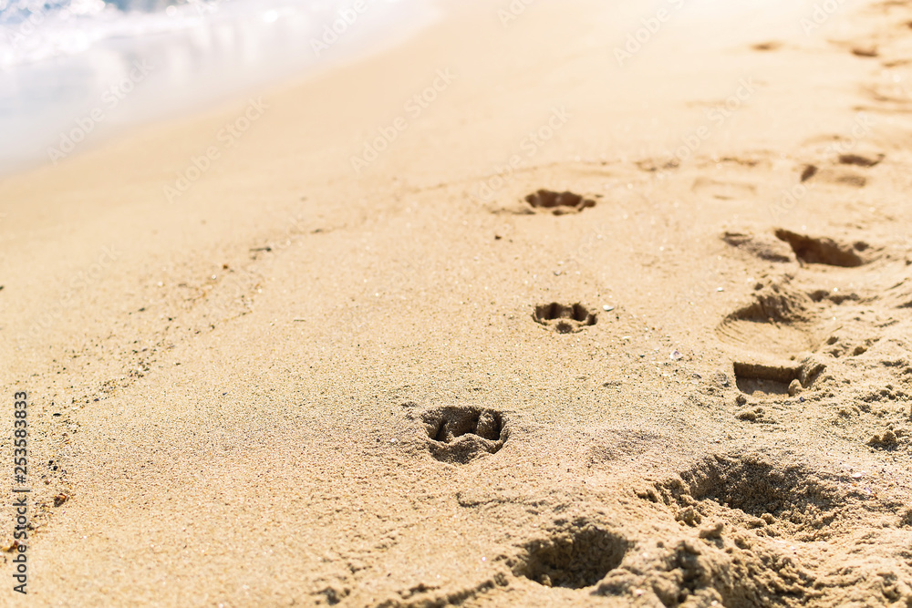 Obraz premium Dog and man tracks on wet sea sand during the day, selective focus. Imprints of dog paws on the sand of the sea beach.