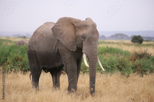 Close-up of an elephant in Amboseli National Park © tourpics_net