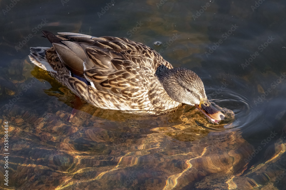 Mallard in the water