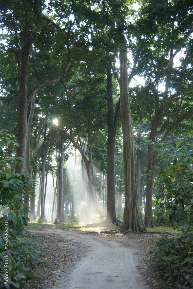 road in the old forest. sun rays visible through the trees road in the old forest. sun rays visible through the trees
