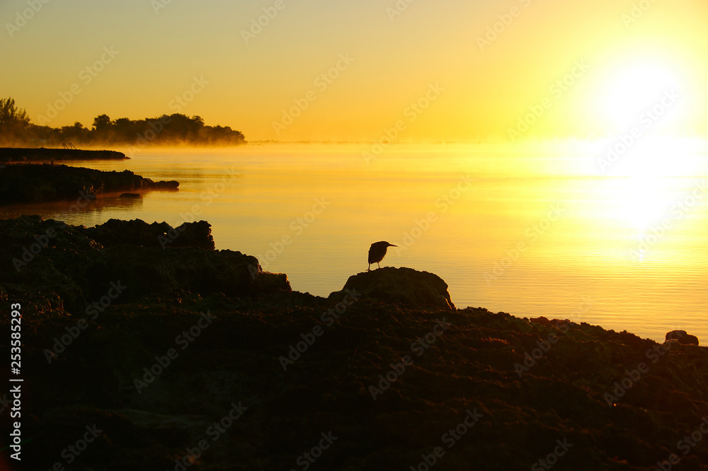 silhouette of a small black bird. silhouette of a black bird against the rising sun