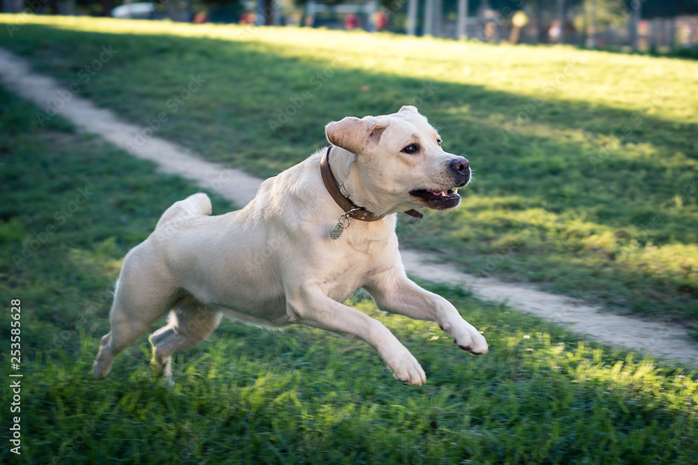 Labrador saltando