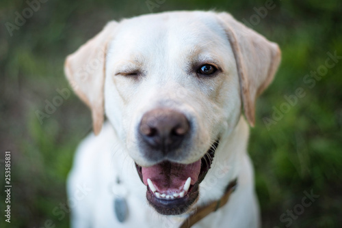 Retrato perro labrador guiñando el ojo