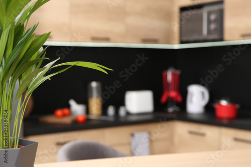 Green plant and blurred view of kitchen interior on background