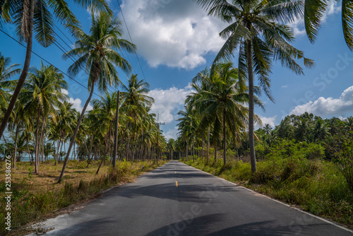 Smooth and fine asphalt road through the palm forest along the coast with cloudy blue sky landscape, travel concept
