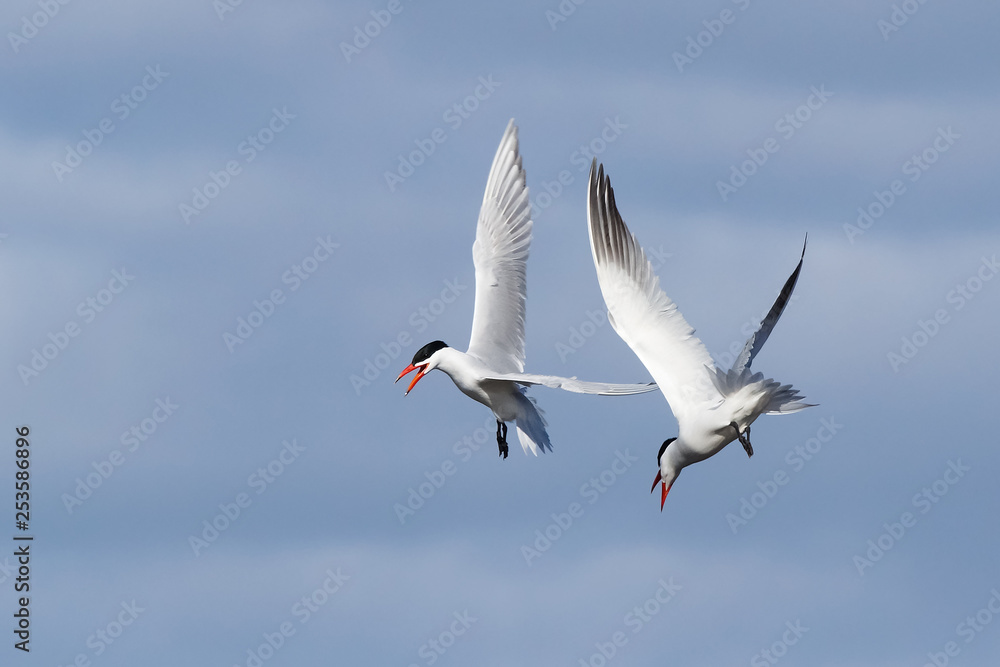 Obraz premium Caspian Tern flies
