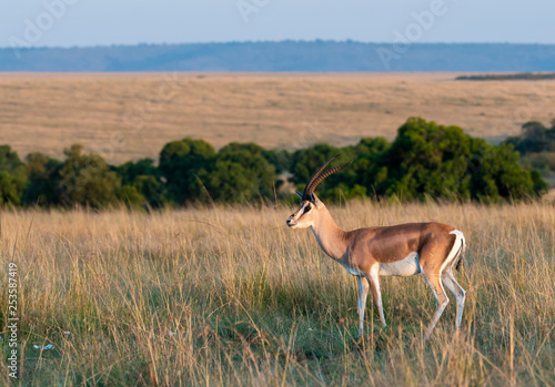 A male thompson gazelle standing in the plains of Africa inside Masai Mara National Reserve during a wildlife safari