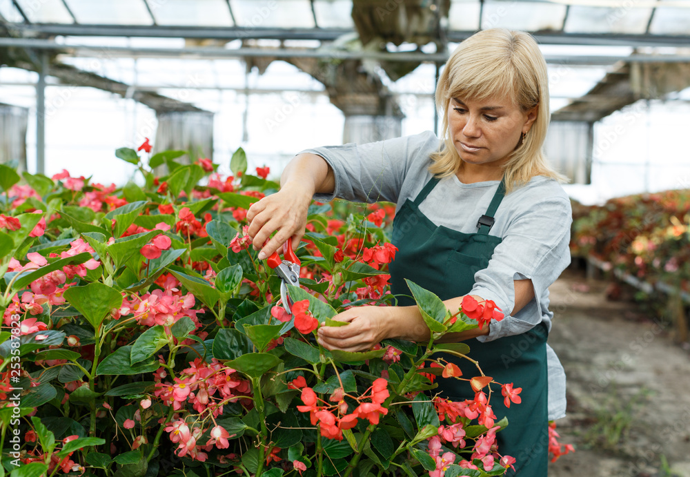 Female gardener with scissors working with red begonia plants in hothouse