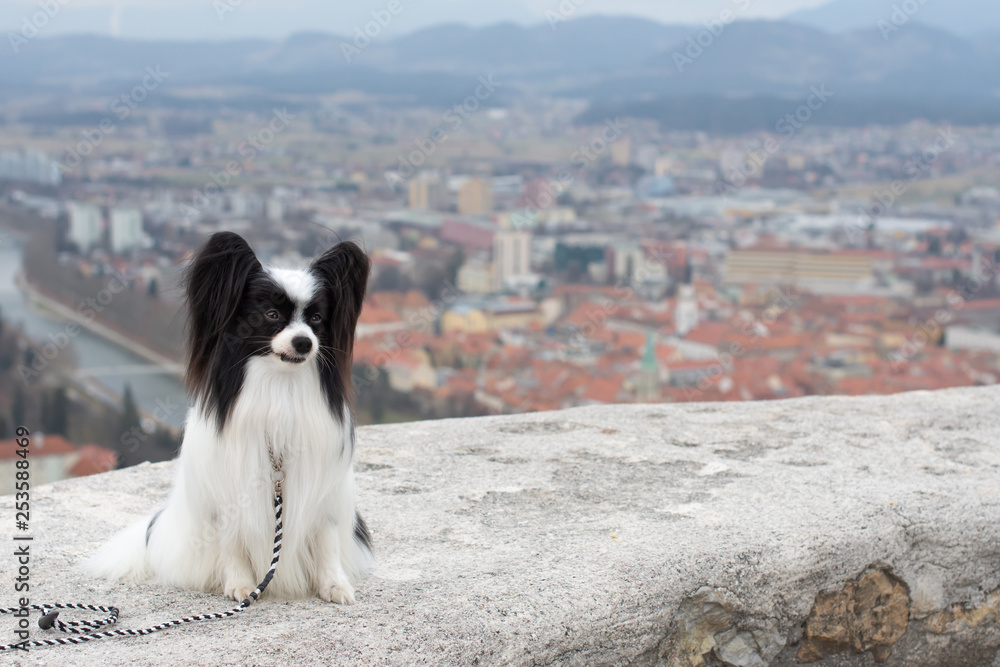 Outdoor portrait of Papillon dog, Continental Toy Spaniel, black and white. For the background is the city. Celje. Horizontal photo.