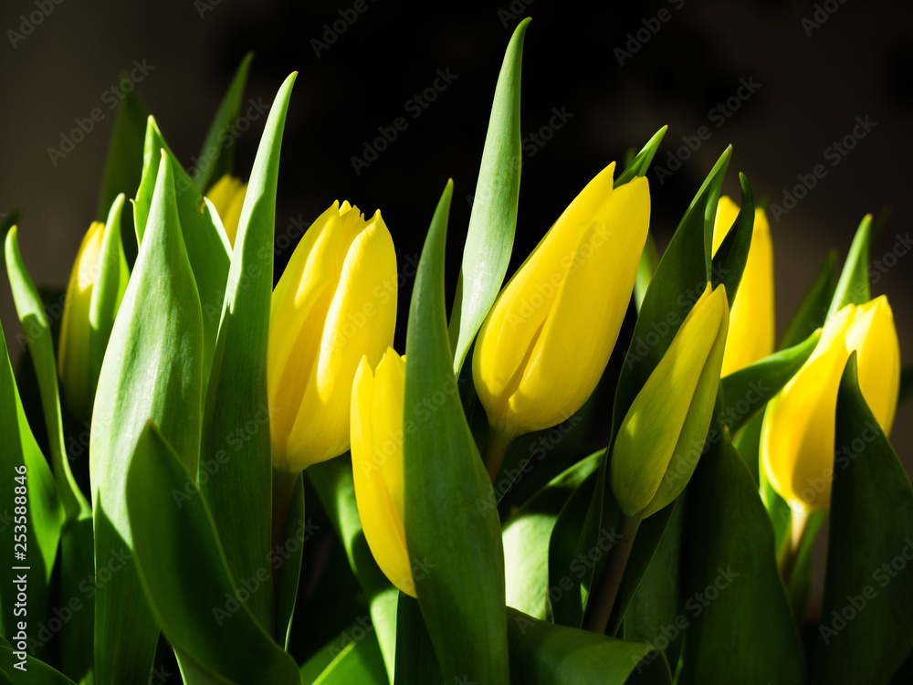 Naklejka premium Gelbe Tulpen