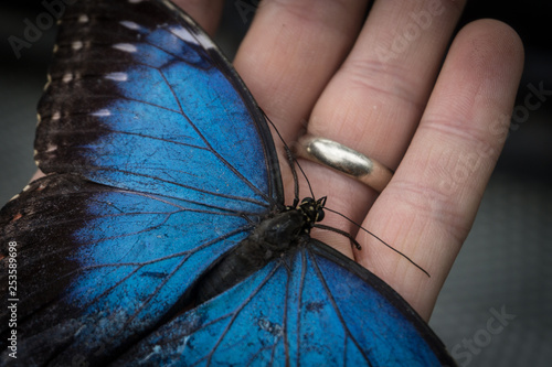 amazingly beautiful blue butterfly sits on her hand with a ring