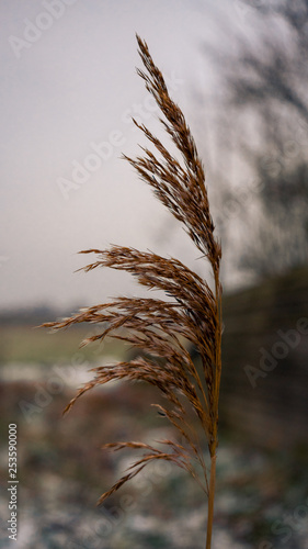 Reed spike in winter time