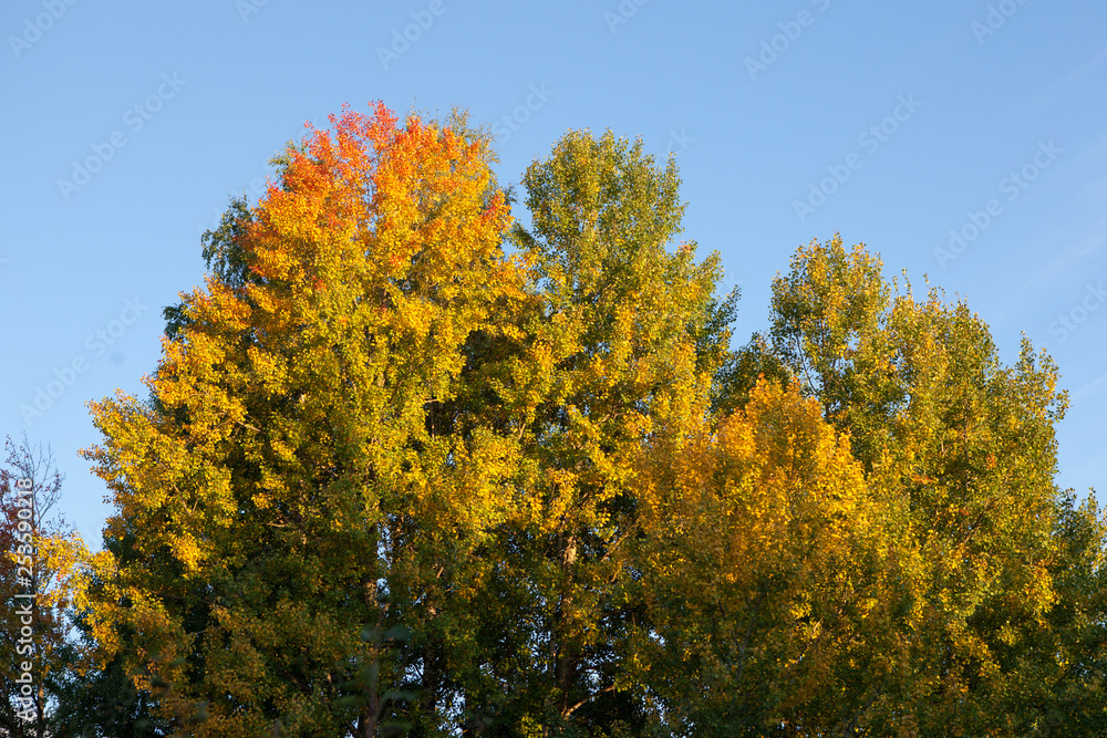 Autumn colors in tree foliage and blue sky