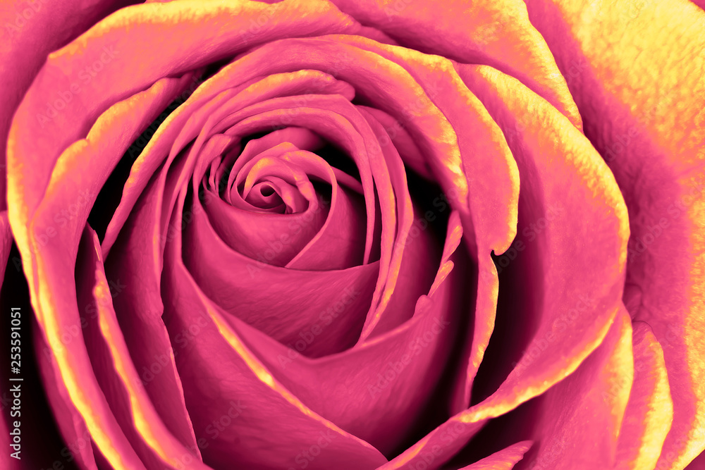 A pink and peach rose variation macro closeup A pink and peach rose variation macro closeup
