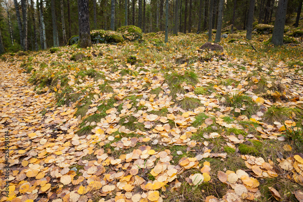 Fallen leaves in autumn forest at finland Fallen leaves in autumn forest at finland