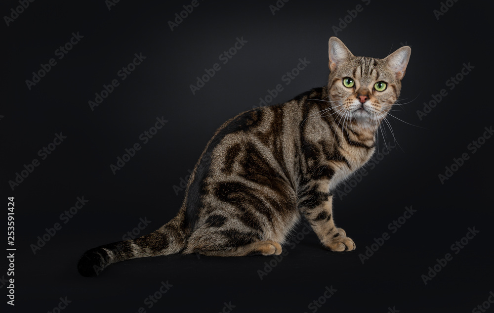 Handsome young brown tabby American Shorthair cat, sitting side ways. Looking at lens with mesmerizing green eyes. Isolated on a black background. Tail behind body.