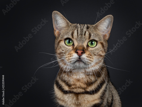 Head shot of handsome young brown tabby American Shorthair cat. Looking straight ahead with mesmerizing green eyes. Isolated on a black background.