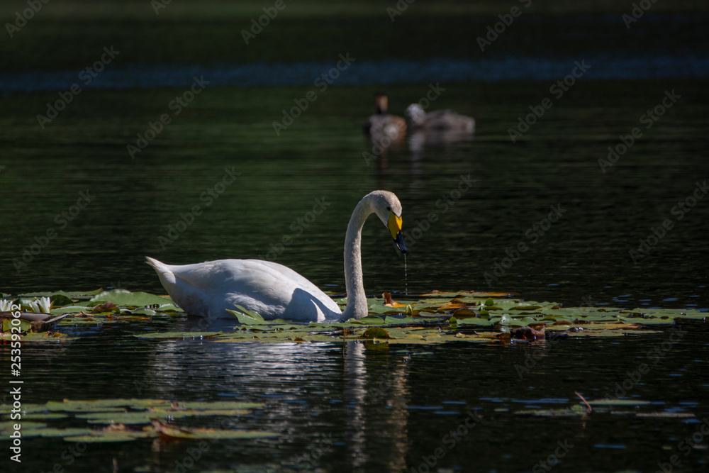 Fototapeta Bewick's swan