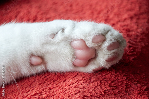 Cat paw pads on blanket photo