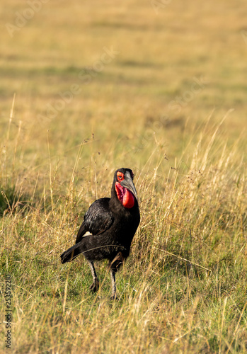 A ground hornbill hunting for food in the plains of Africa inside Masai Mara National Park during a wildlife safari