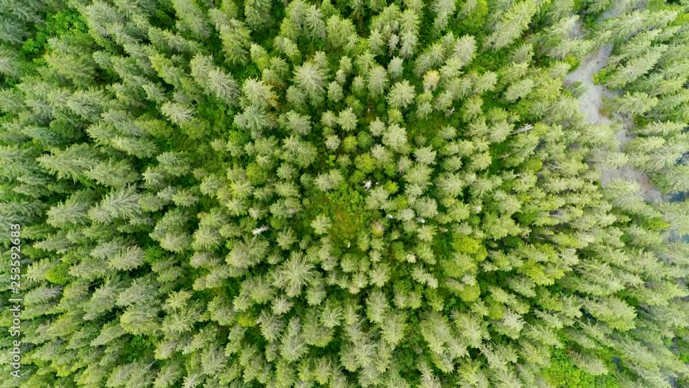 Aerial of wild Alaskan trees from above Aerial of wild Alaskan trees from above