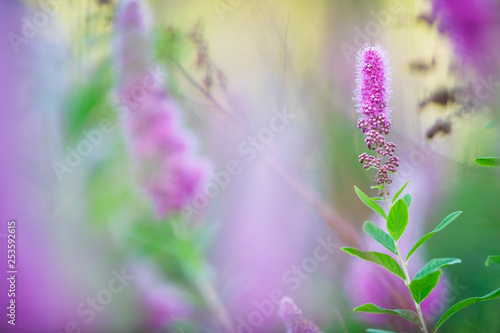 Triumphans Spirea  Spiraea billiardii  flowering. Selective focus and shallow depth of field.