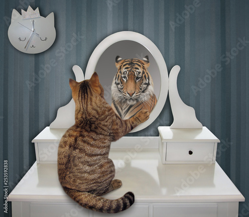 The funny cat views his reflection in the mirror of the pier glass. This is a tiger. photo