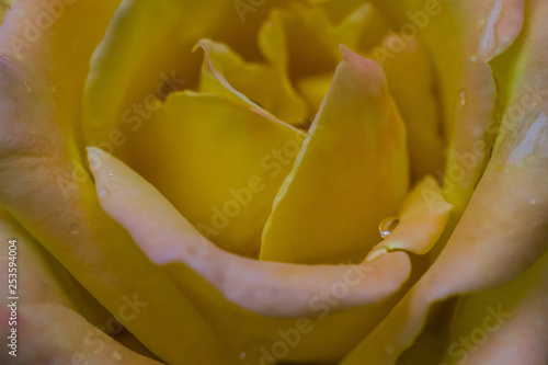 Flower and beautiful petals