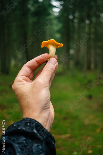 Hand holding a chanterelle mushroom