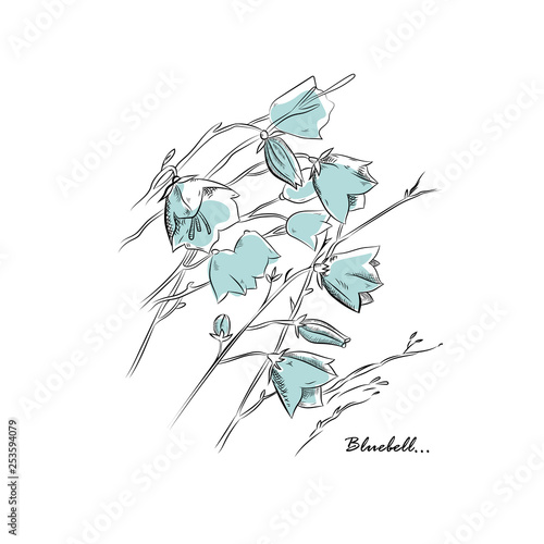 Beautiful flowers bluebells on white background. Botanic vector element for your design.