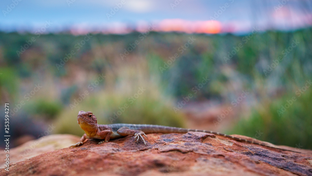 Obraz premium lizard in the sunset of kings canyon, northern territory, australia 15