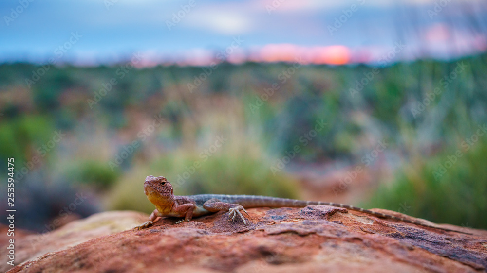 lizard in the sunset of kings canyon, northern territory, australia 18