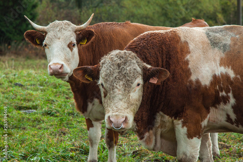 cow and beige on the pasture