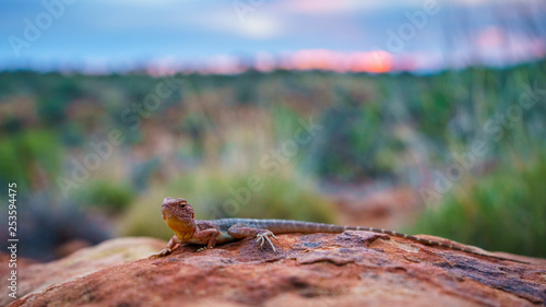 lizard in the sunset of kings canyon, northern territory, australia 18