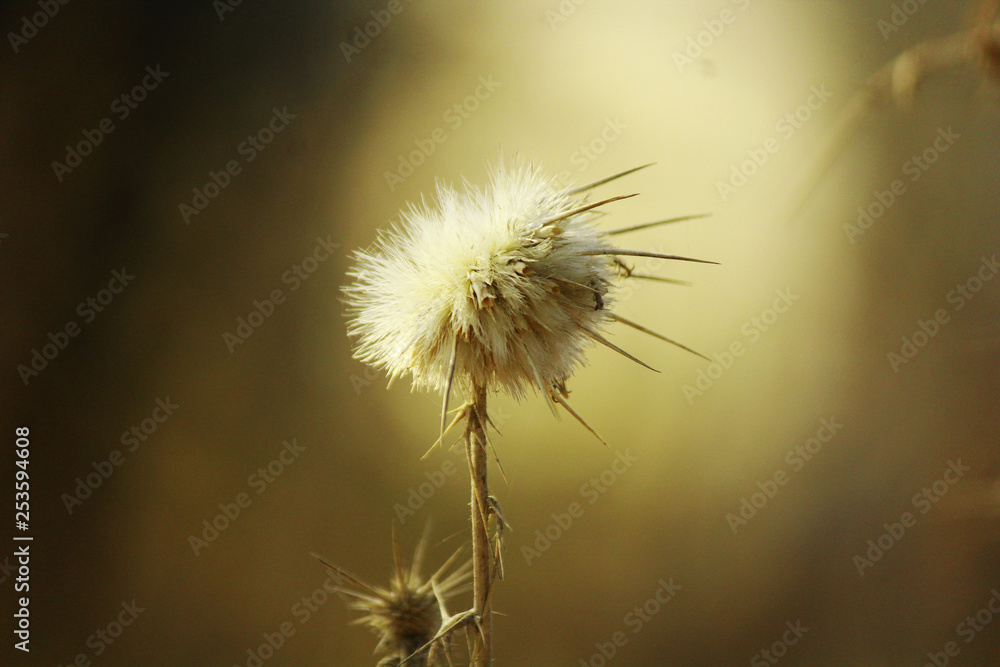 dandelion with thorns