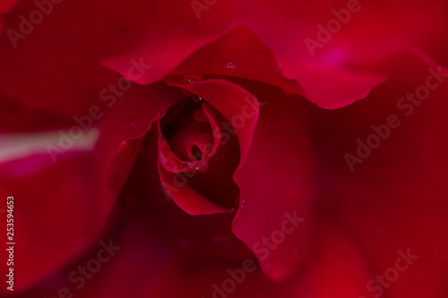 Flower and beautiful petals
